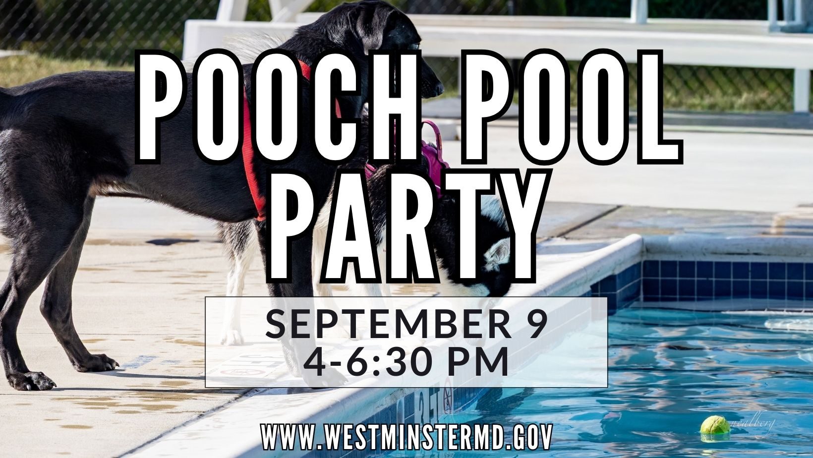 Pooch Pool Party